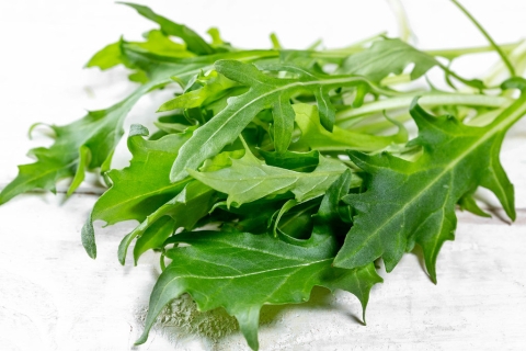 Rucola