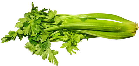 Groene selder