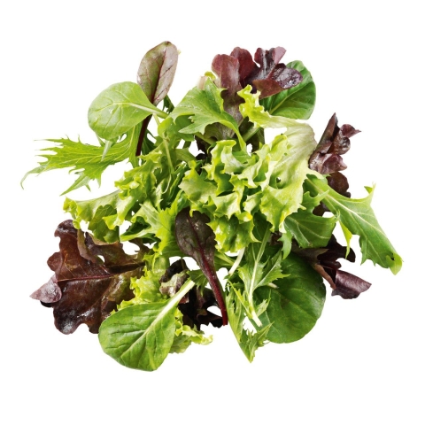 Babyleaf Colormix