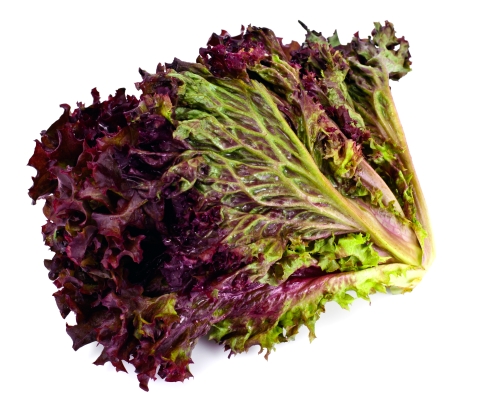 Eikenbladsla rood