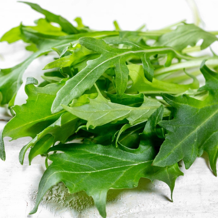 Rucola