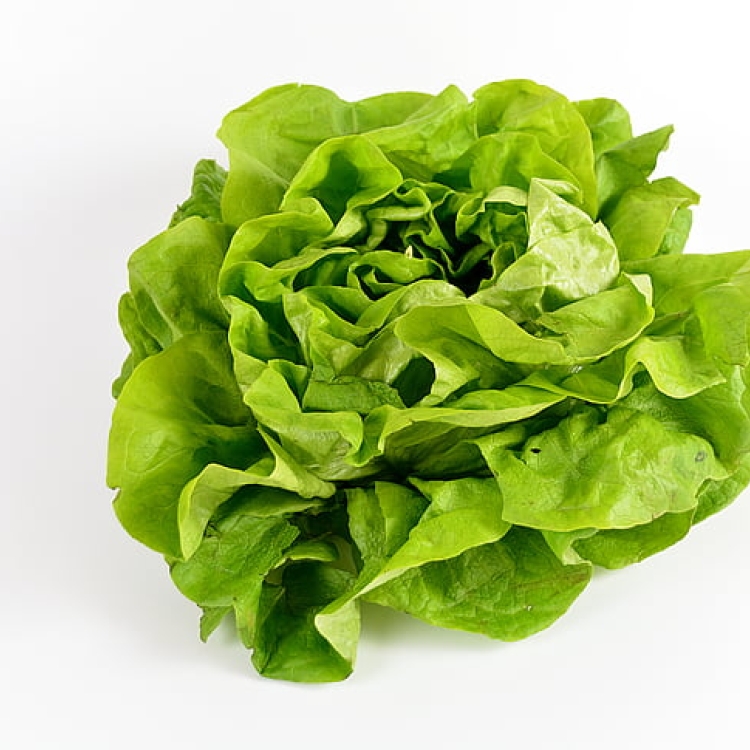 Kropsla