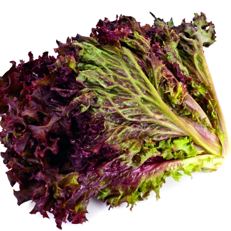 Eikenbladsla rood
